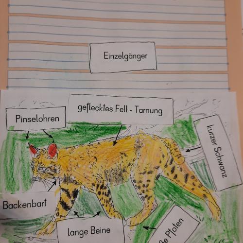 Der Luchs