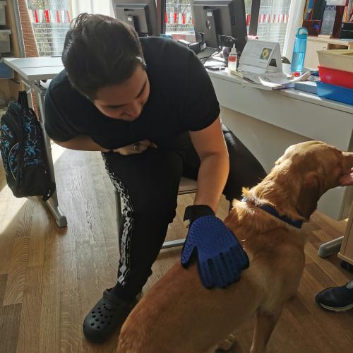 ein Schüler bürstet einem Hund das Fell