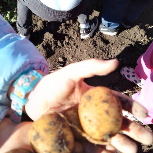 Kartoffelernte