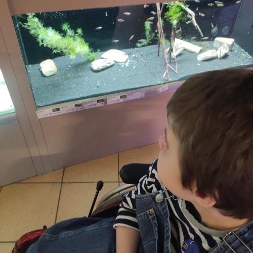 Fische