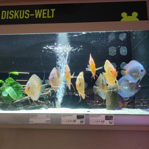 Fische