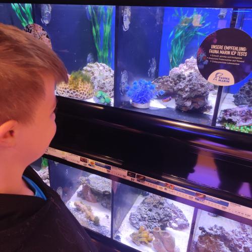Aquarien betrachten