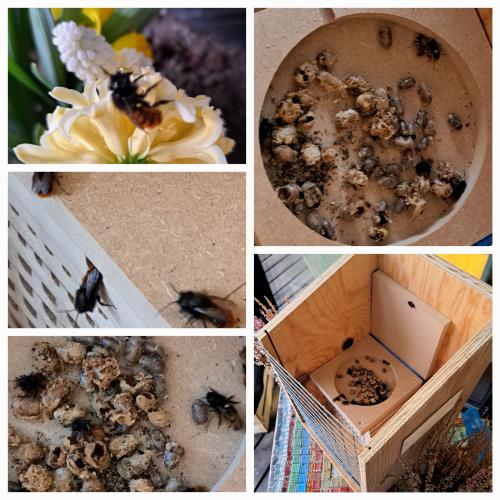 Bienenstart