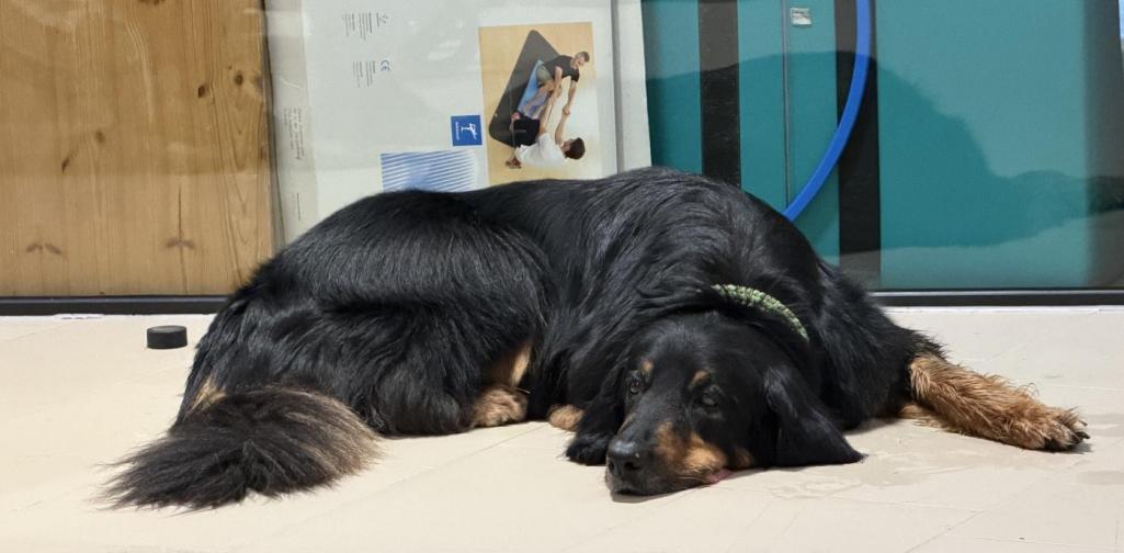 Hund2